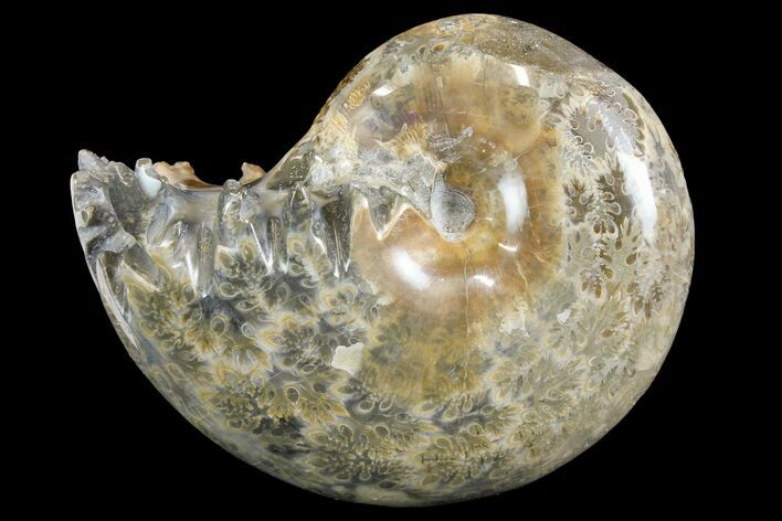 Polished, Agatized Ammonite (Phylloceras?) - Madagascar #149243